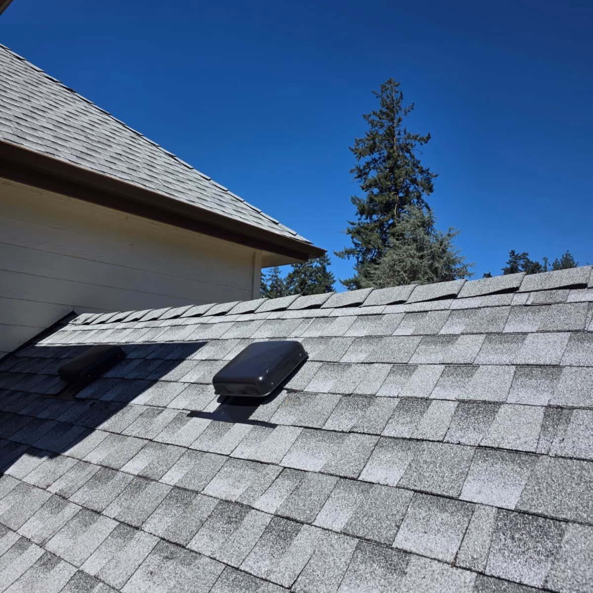 Gray shingled rooftop with black roof vents under a clear blue sky and pine trees in the background.